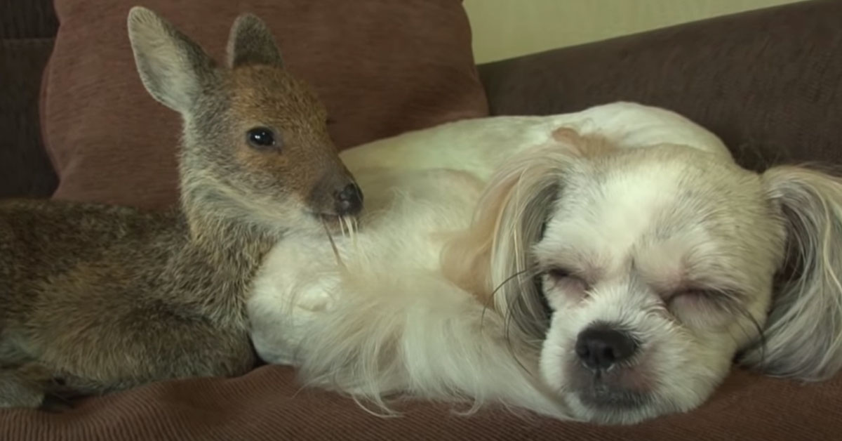 Cookie, il cagnolino che è diventato il migliore amico di un cerbiatto (video)