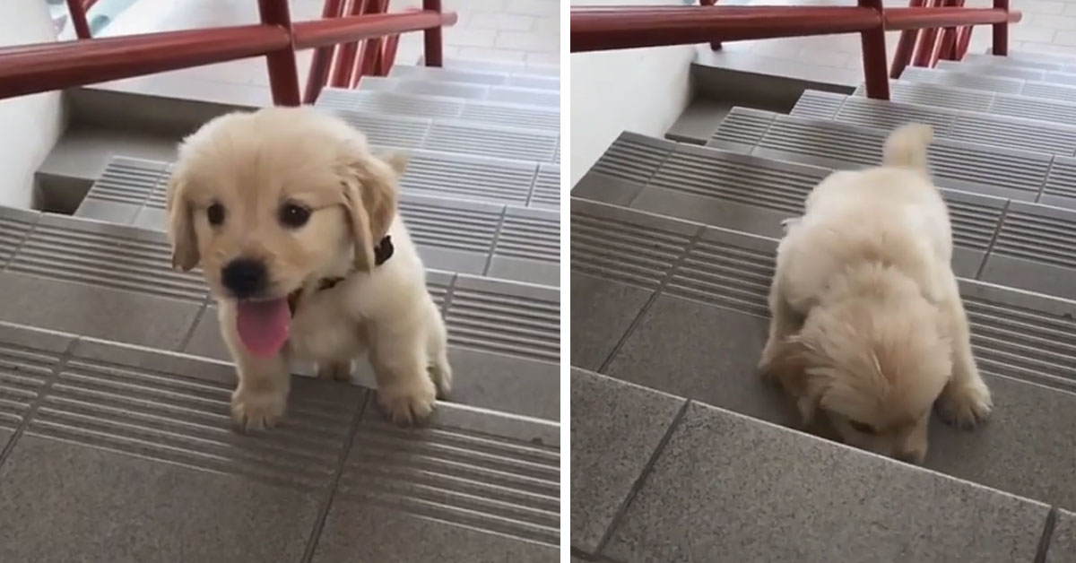 Cucciolo di Golden Retriever affronta per la prima volta le scale (video)