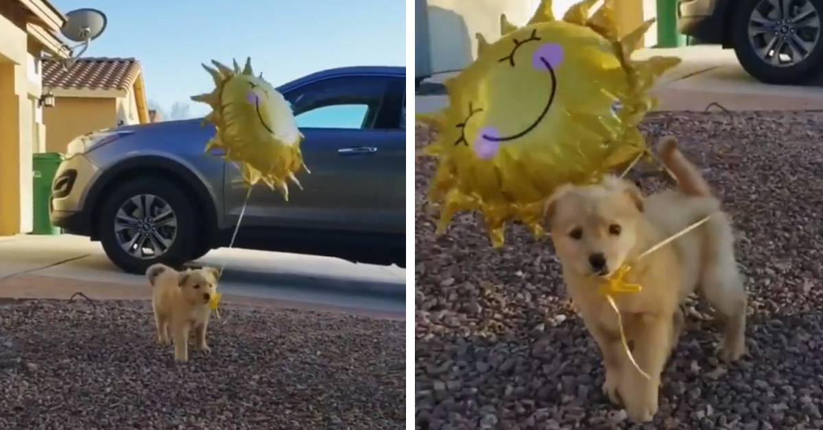 Cucciolo di Golden Retriever gioca con un palloncino e il video fa il giro del web