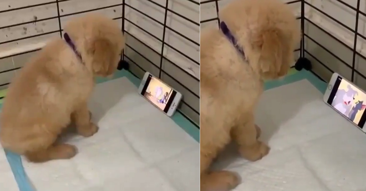 Cucciolo di Golden Retriever guarda Tom & Jerry e il video conquista il web