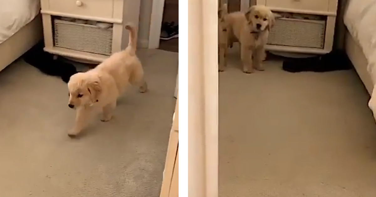 Cucciolo di Golden Retriever si prende un bello spavento dopo essersi guardato allo specchio (video)