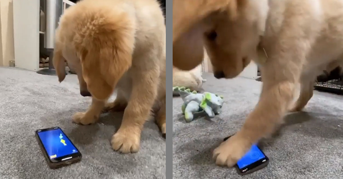 Cucciolo di Golden Retriever vuole giocare con i pesciolini in uno smartphone (video)