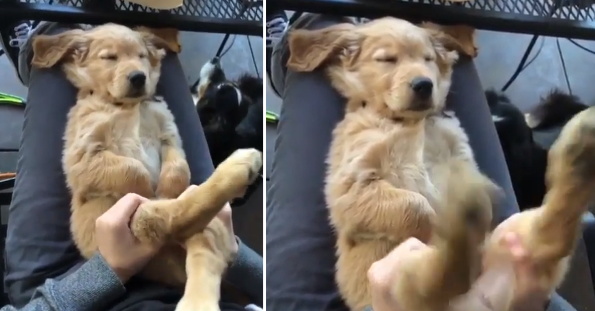 Cucciolo di Golden Retriever è così stanco che non si accorge dello scherzo della proprietaria (video)