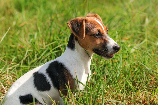 cane maestro della fuga