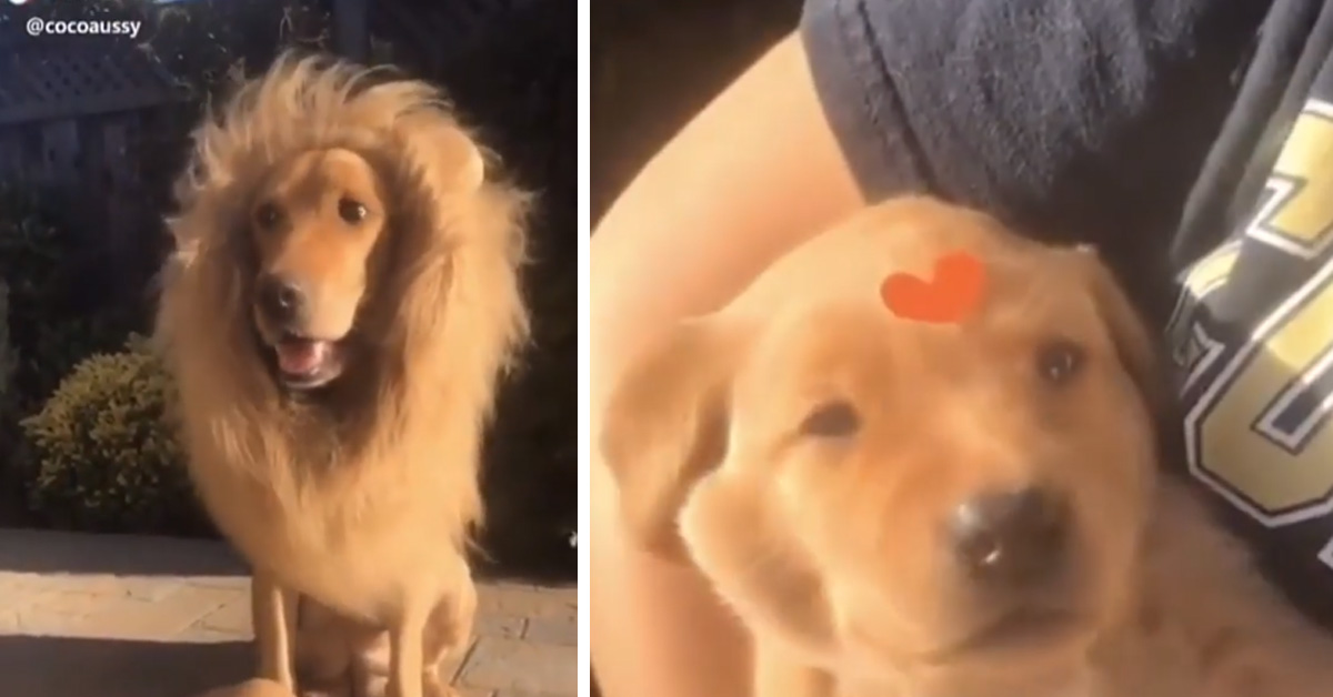 Due Golden Retriever recitano il Re Leone e il video conquista il web