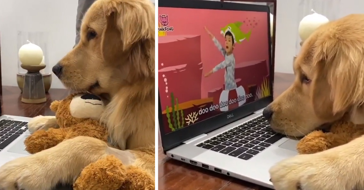 Golden Retriever adora “Baby Shark” e il video conquista il web