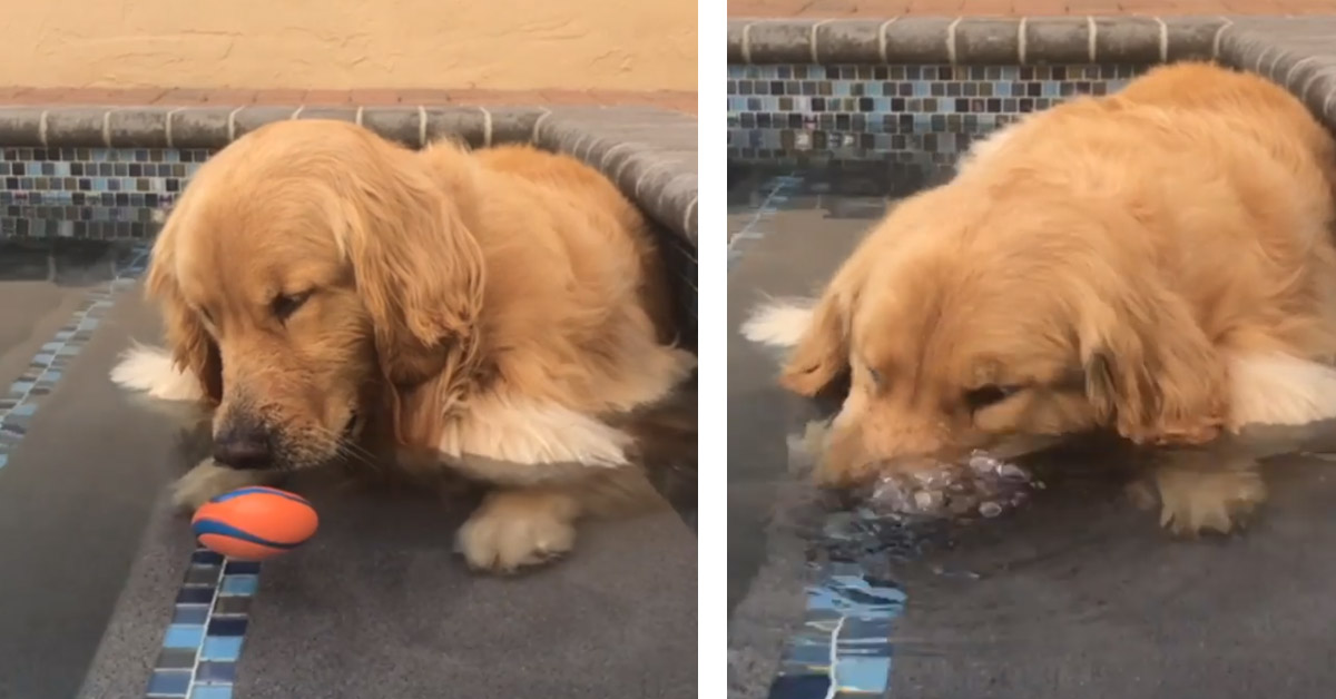 Golden Retriever fa le bolle sott’acqua e ne resta affascinato (video)