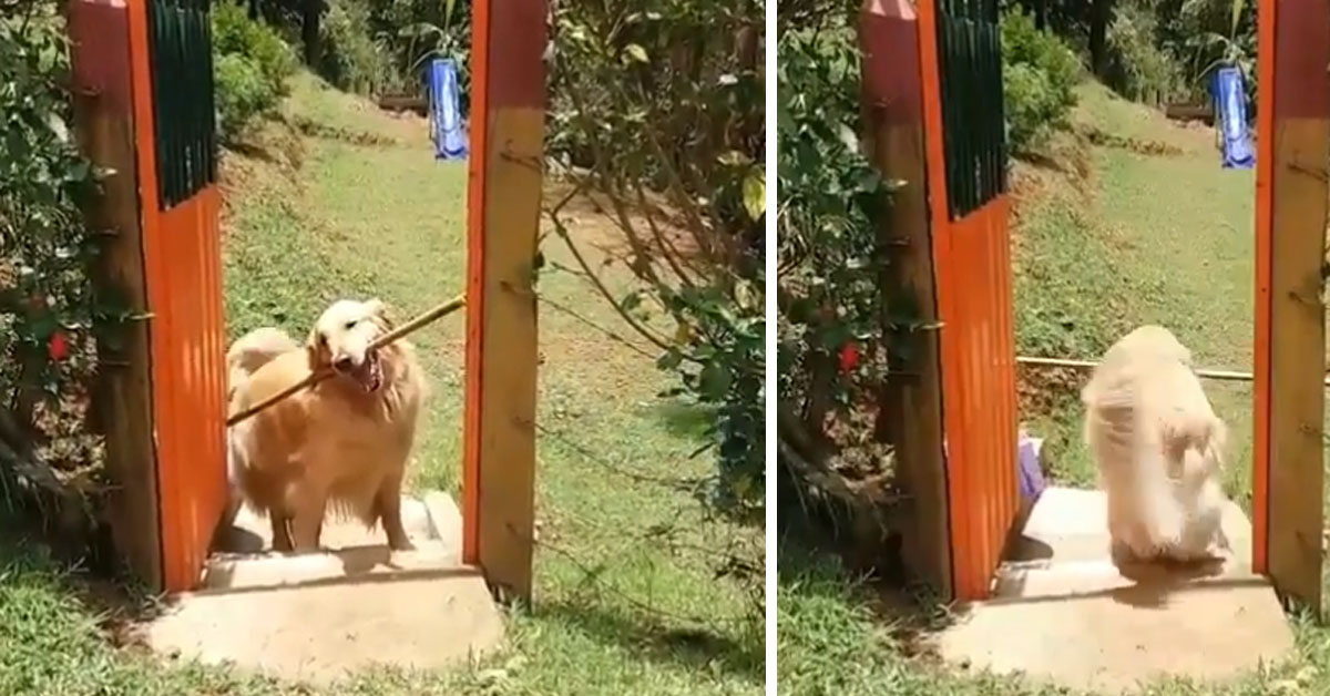 Golden Retriever incastrato per colpa di un bastone decide di ingegnarsi (video)