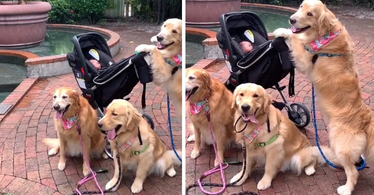 Golden Retriever portano un bambino a passeggio con il passeggino (video)