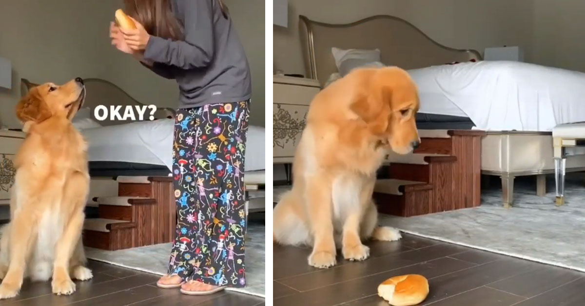 Golden Retriever prova la “Leave it Challenge”: riuscirà a resistere al panino? (video)