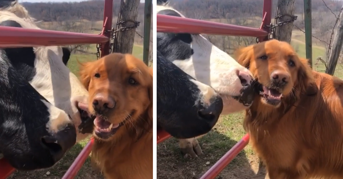 Golden Retriever si lascia coccolare da una mucca e il video conquista il web