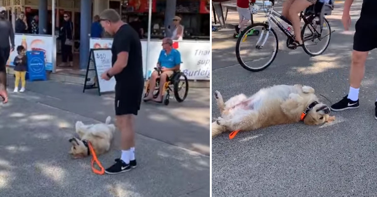 Il Golden Retriever testardo trova un modo geniale per non tornare a casa (video)