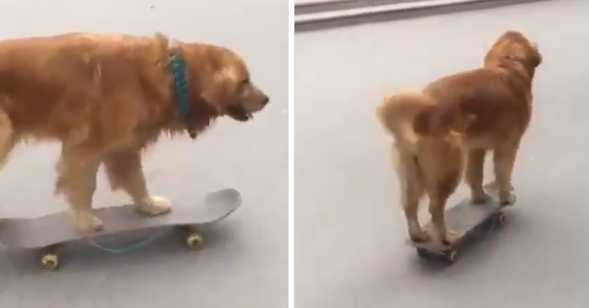 Golden Retriever va su uno skateboard e la sua performance conquista il web