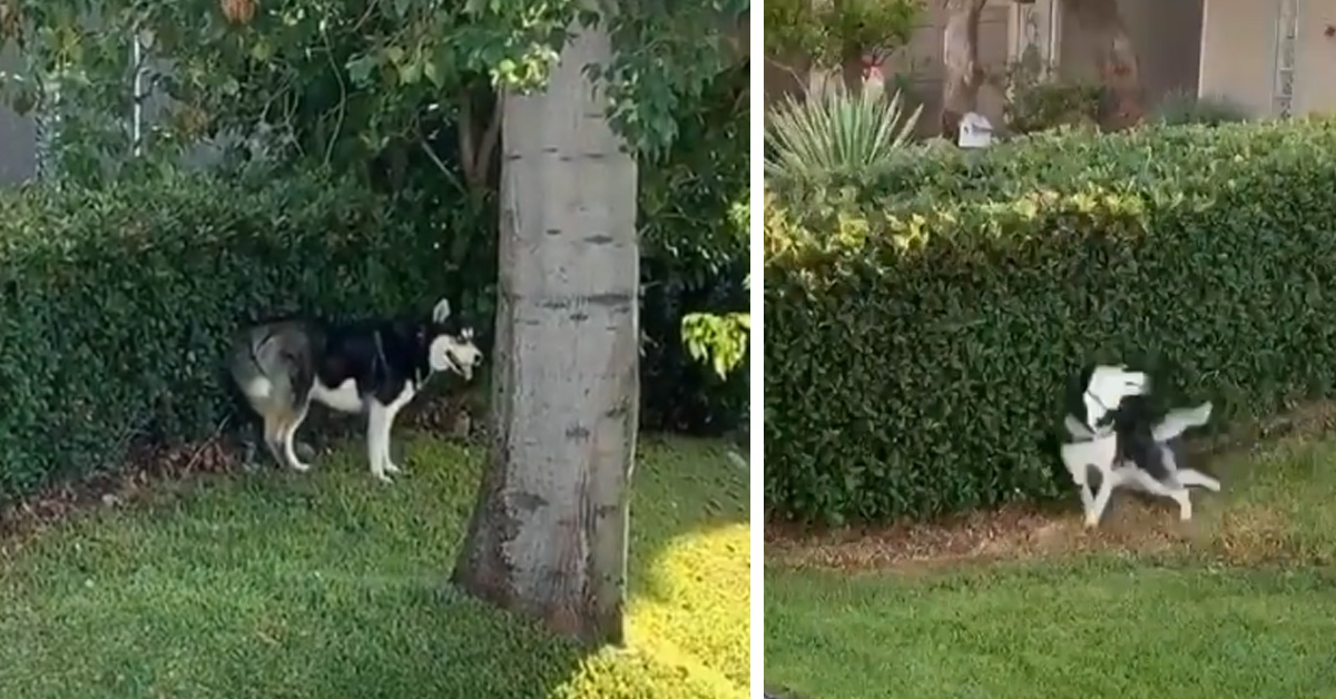 Husky si rilassa facendosi massaggiare la schiena da una siepe (video)