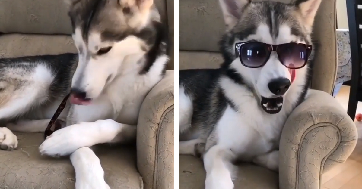 L’Husky si mette gli occhiali da sole e il video spopola sul web