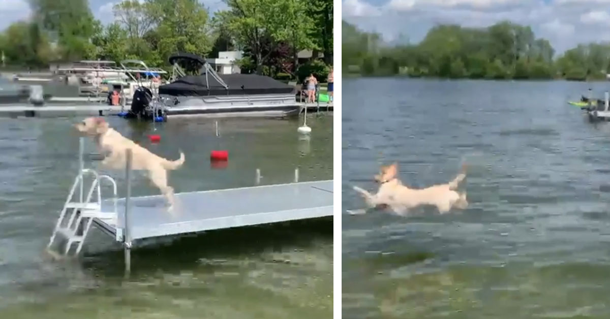 Labrador si tuffa in un lago e la sua performance fa il giro del web (video)