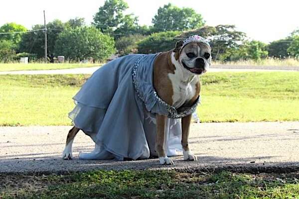 cane con un vestito