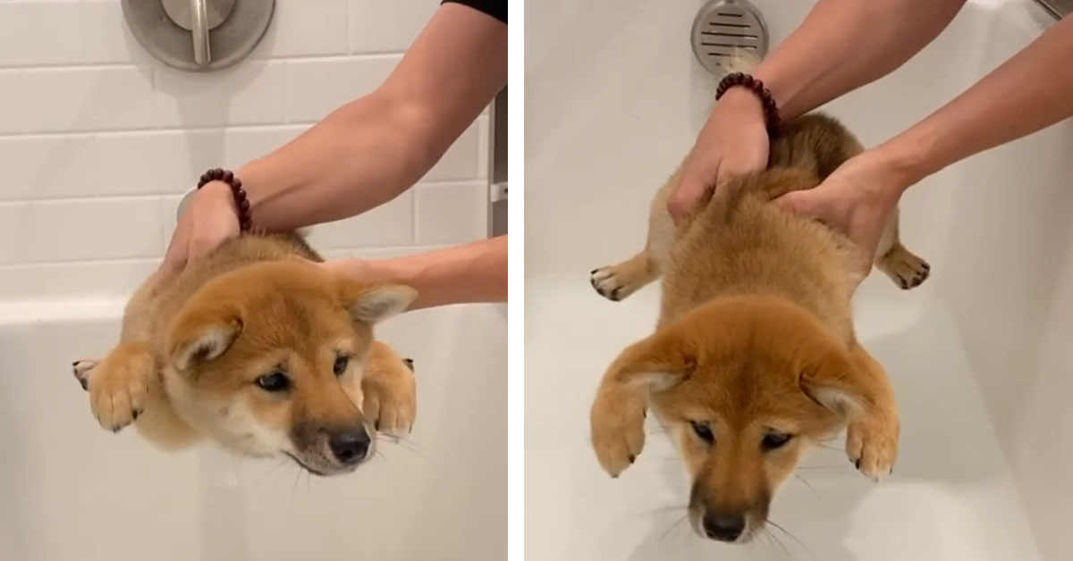 Shiba Inu non vuole fare il bagno e la sua trovata è geniale (video)