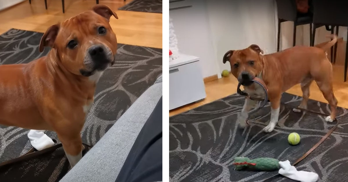 Staffordshire Bull Terrier pensa che sia l’ora della passeggiata e vuole farlo capire alla proprietaria (video)