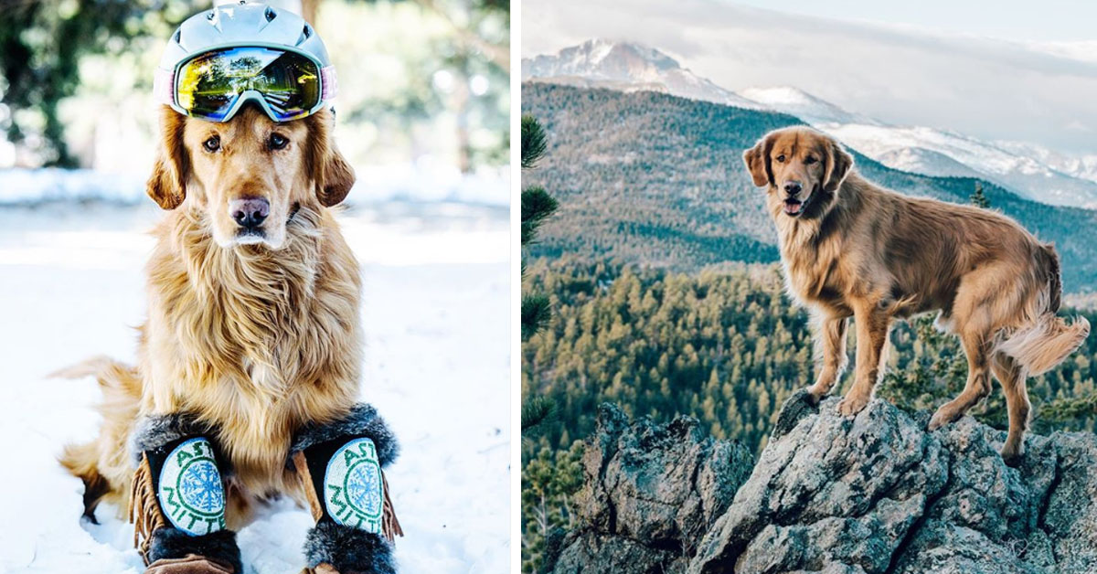 Aspen, il Golden Retriever che ama viaggiare e vive mille avventure con i proprietari