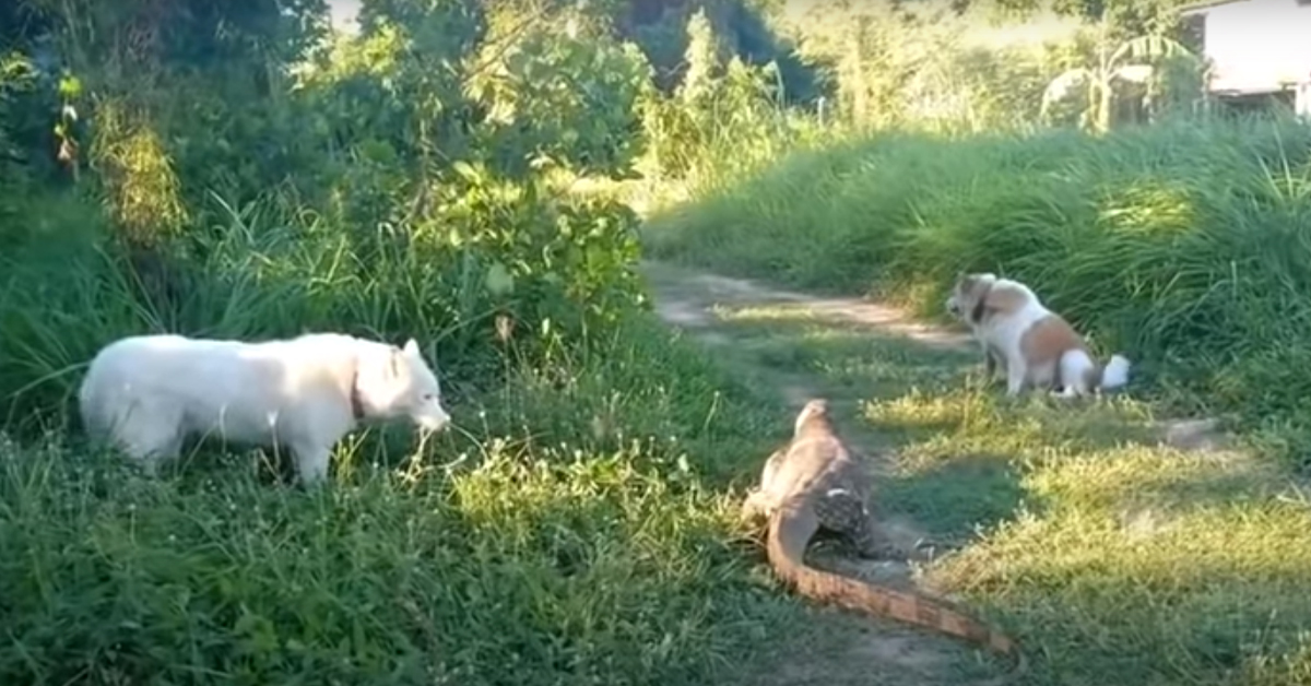 Due cani incontrano un drago di Komodo e la loro reazione diventa virale (video)