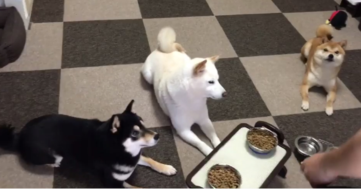 I cani Shiba Inu sono impazienti di mangiare e la loro reazione diventa virale (video)