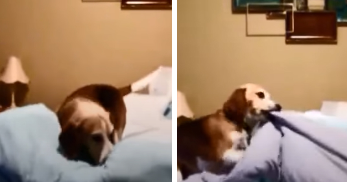 Il Beagle ogni sera sistema il suo letto prima di andare a dormire (video)