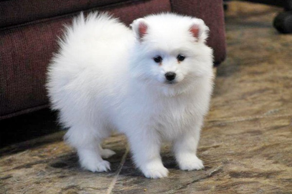 cucciolo di american eskimo dog