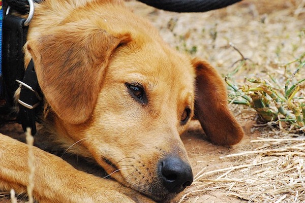 cane molto triste