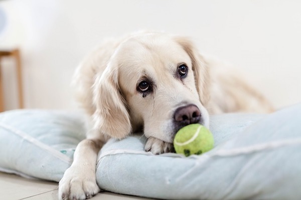 cane adulto senza forze