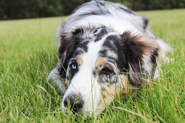 quali cibi migliori per cani malati