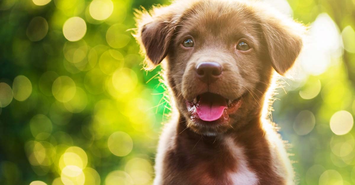 Cucciolo di cane fa gli agguati: perchè lo fa e come farlo smettere