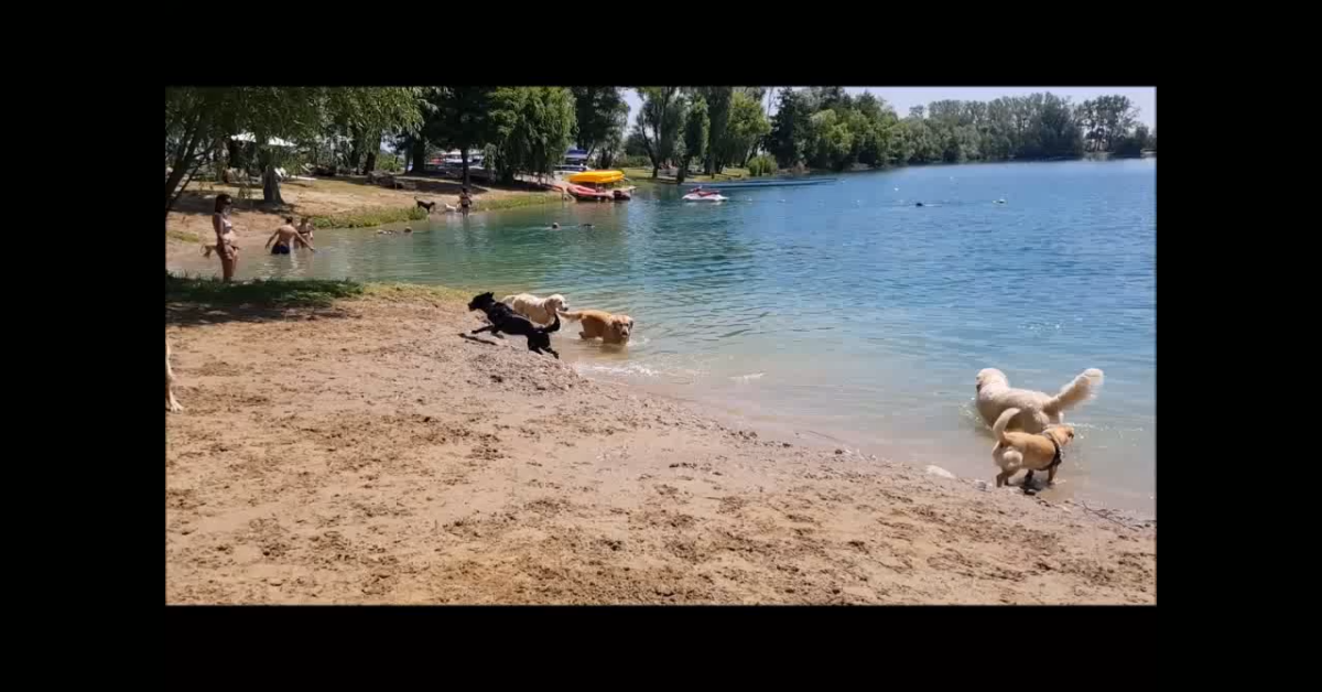 Lido e parco per cani, dove portare Fido questa estate