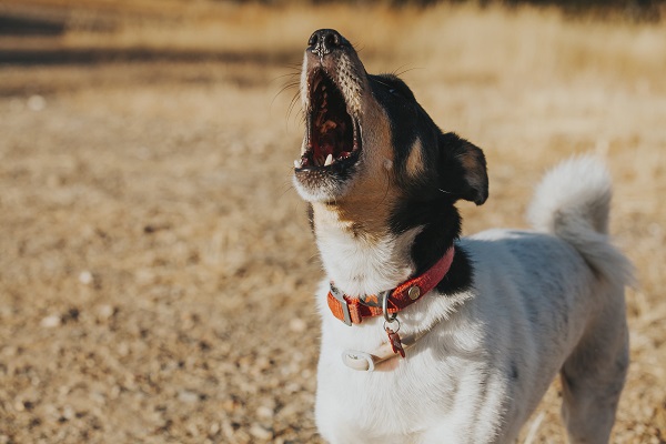 Cane Che Piange Come Aiutarlo E Farlo Calmare