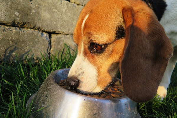 Cane che mangia