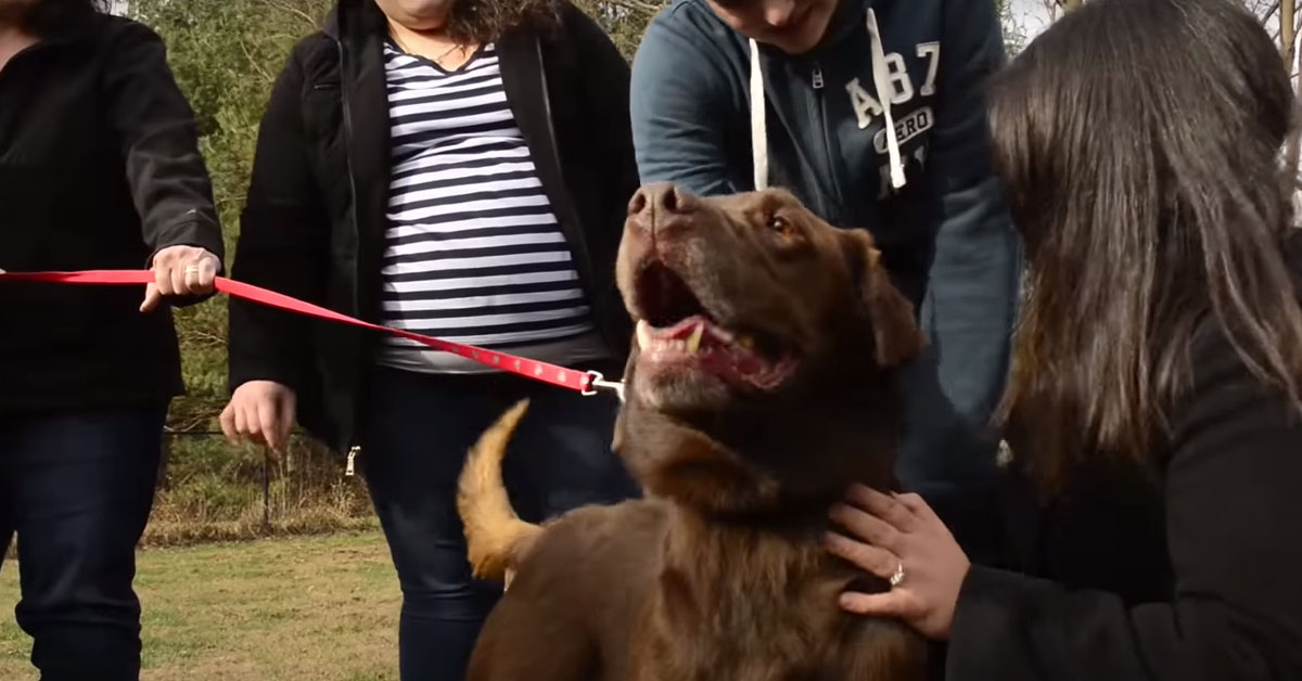 Chuckie il Labrador ritrova la famiglia dopo 5 anni e il video del ricongiungimento è emozionante