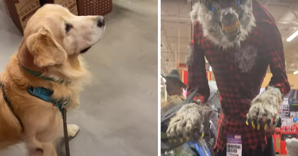 Il Golden Retriever ha paura di un lupo mannaro animato (video)