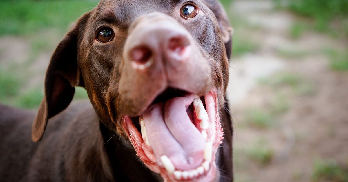 Cane Che Mangia Troppo Velocemente Come Aiutarlo A Calmarsi 8939