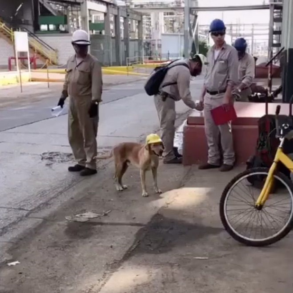 cane vita di strada difficile