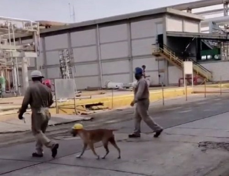 cane indossa casco sicurezza