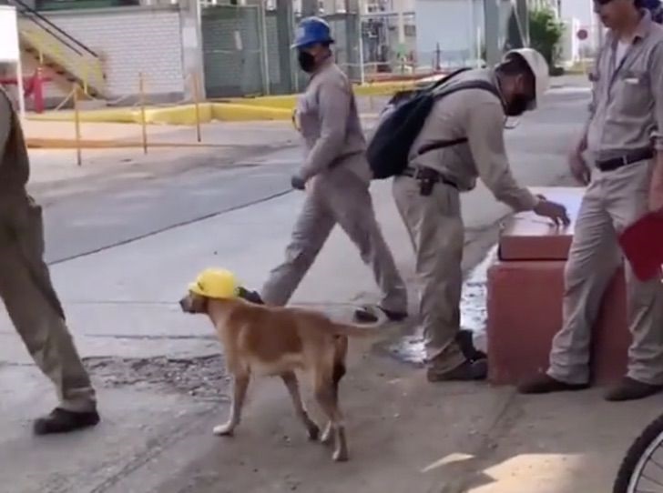 cane salvataggio città del messico