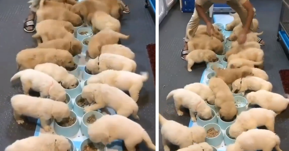 I cuccioli di Golden Retriever sono tutti affamati e il risultato è esilarante (video)