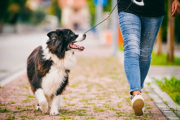 cane guarda la padrona mentre camminano