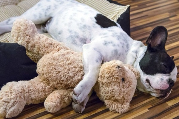 cane e peluche