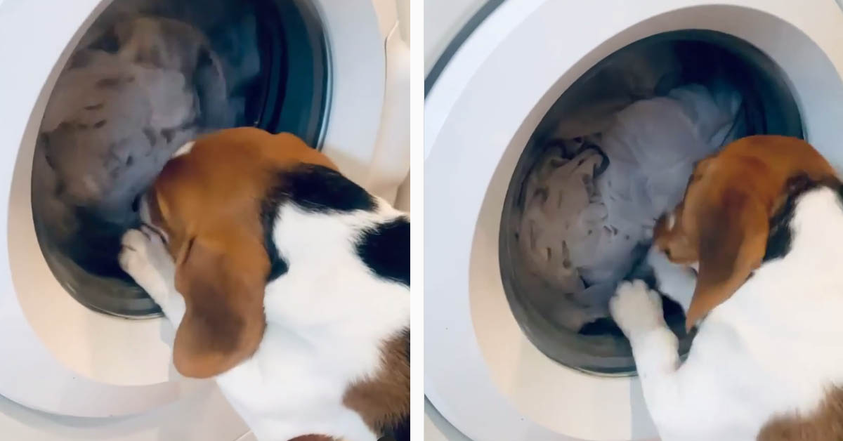 Beagle preoccupato: il cucciolo di cane rivuole la sua copertina “rapita” dalla lavatrice (video)