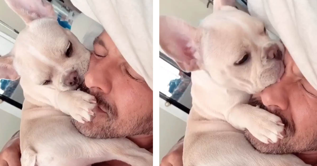 Il Bulldog Francese ha deciso che il suo proprietario non deve più dormire (video)