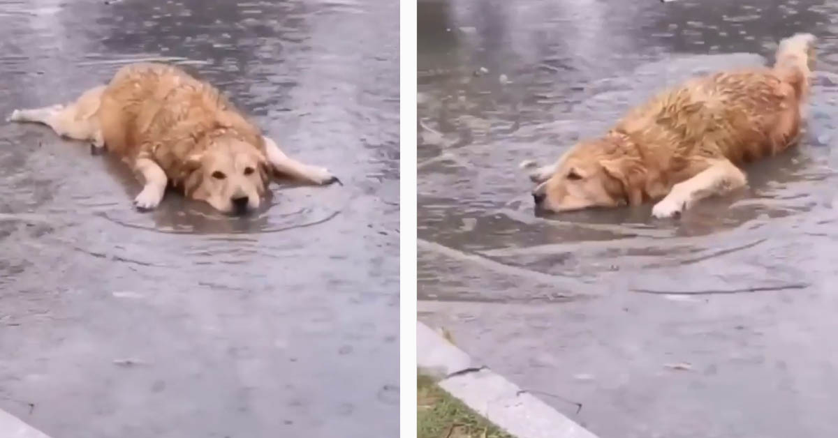 Il Golden Retriever è entusiasta di rotolare nella pozzanghera (video)