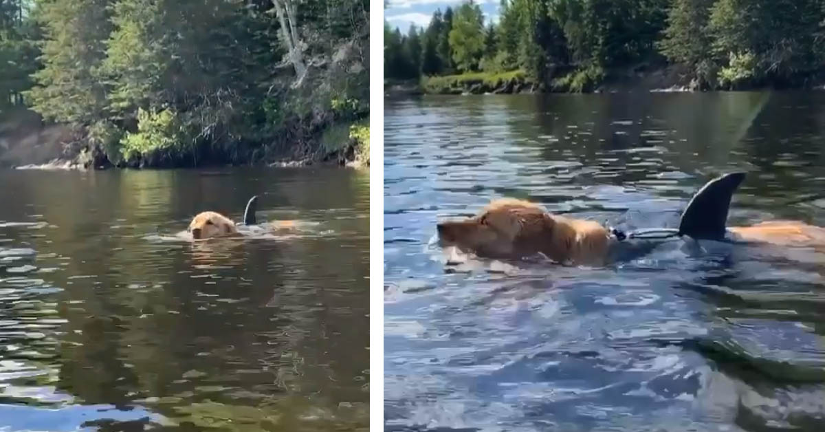 Il Golden Retriever nuota fingendo di essere uno squalo (video)