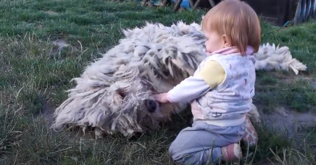 Il cane Komondor gioca teneramente con una bambina (video)