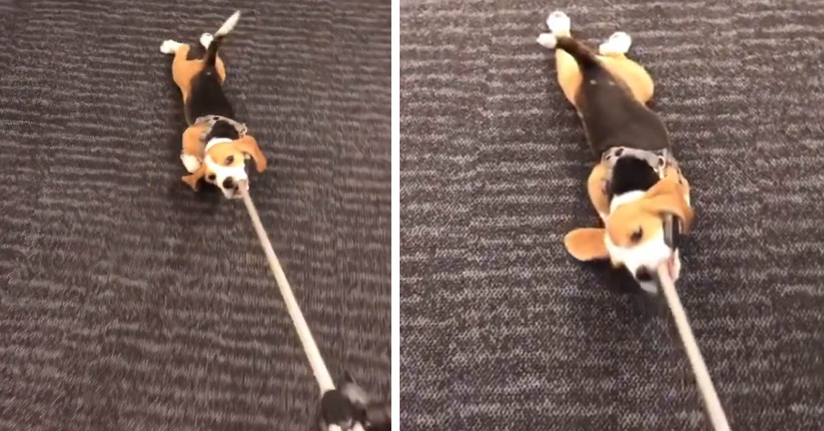 Il cucciolo di Beagle è troppo stanco per camminare e trova una soluzione geniale (video)